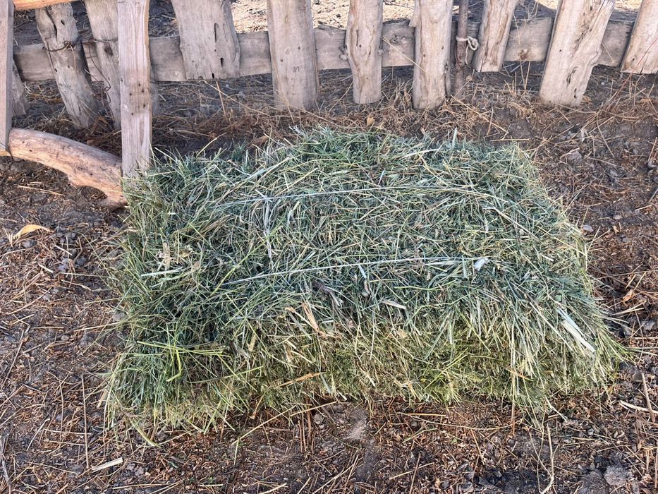 Жонышка /Клевер Продам срочно