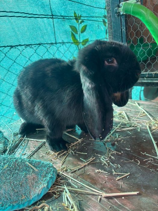 Vand iepurași berbec german