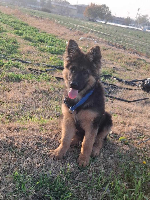 Nemis ofcharka jinsi erkak 4 oylik