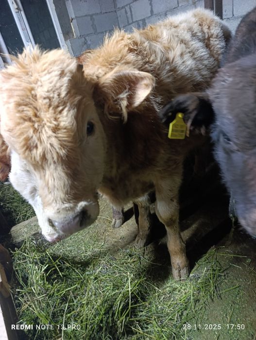 Продам бычков подсосы