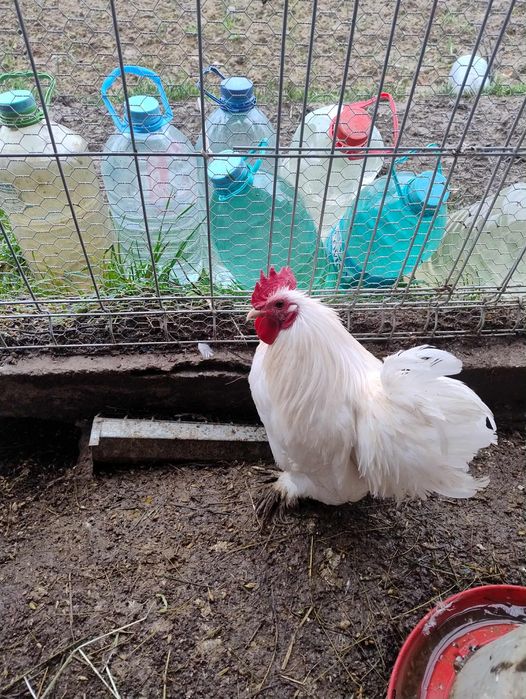 Vând cocoși cochinchina pitic