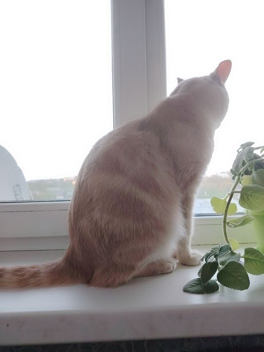 Отдам  кастрированного кота