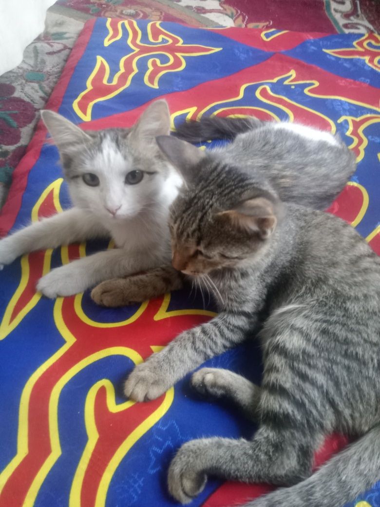 Отдаю котят бесплатно