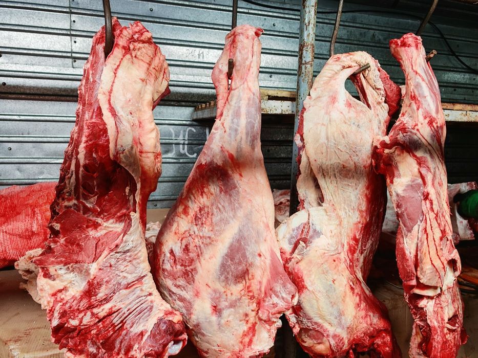 Мясо говядины конины