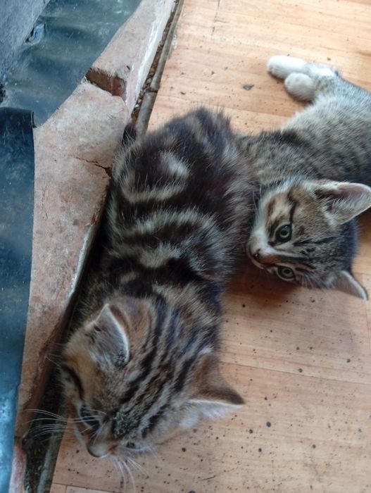 Бесплатно котята