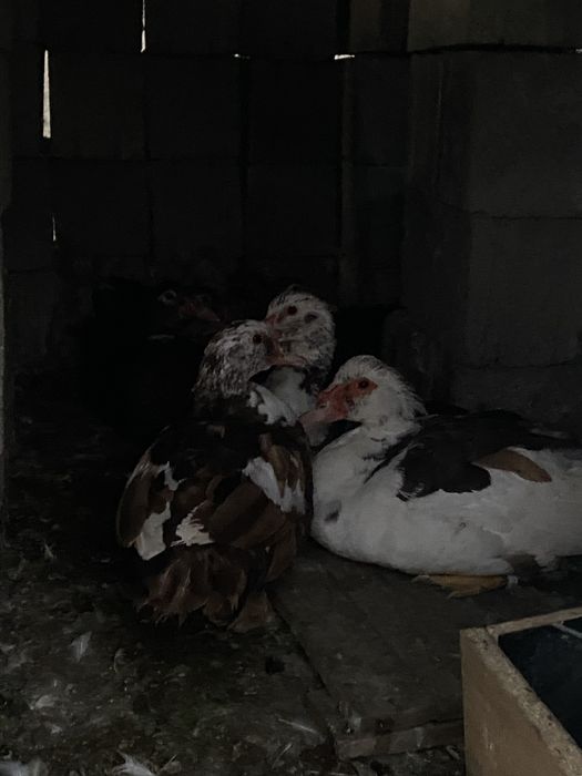 Индаутки 8 шт хорошие