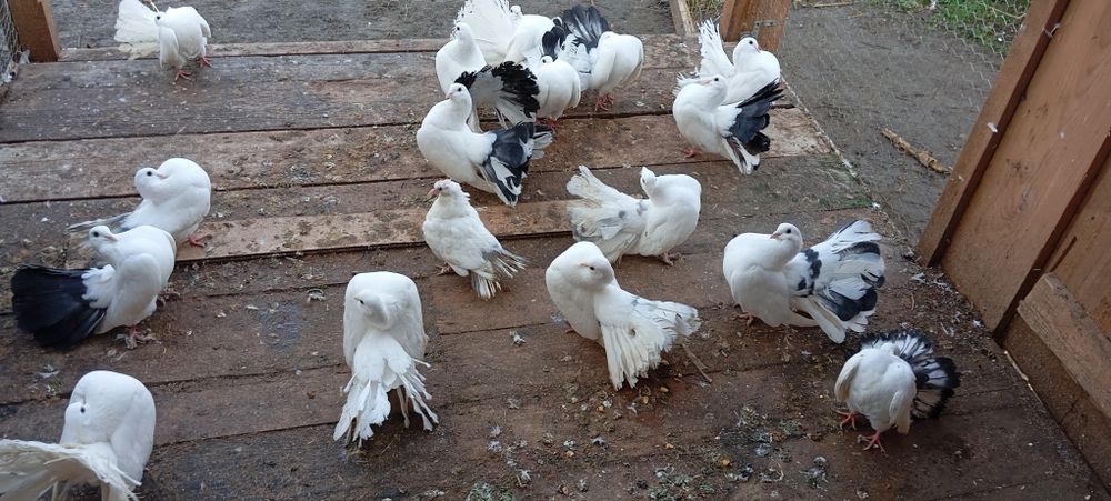 Porumbei voltați coada neagra/albi