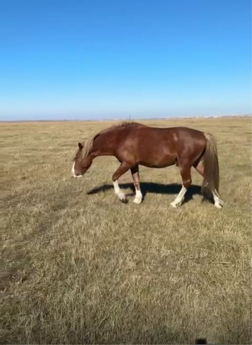 Жылқы малы сатылады