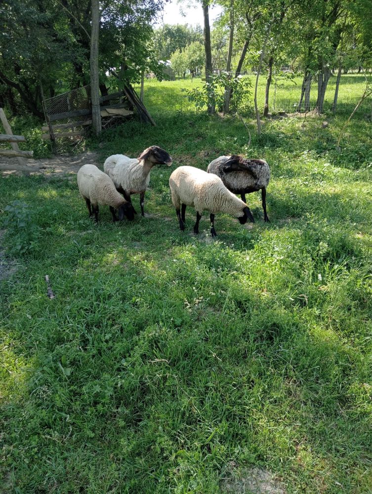 Mieluțe carabașe