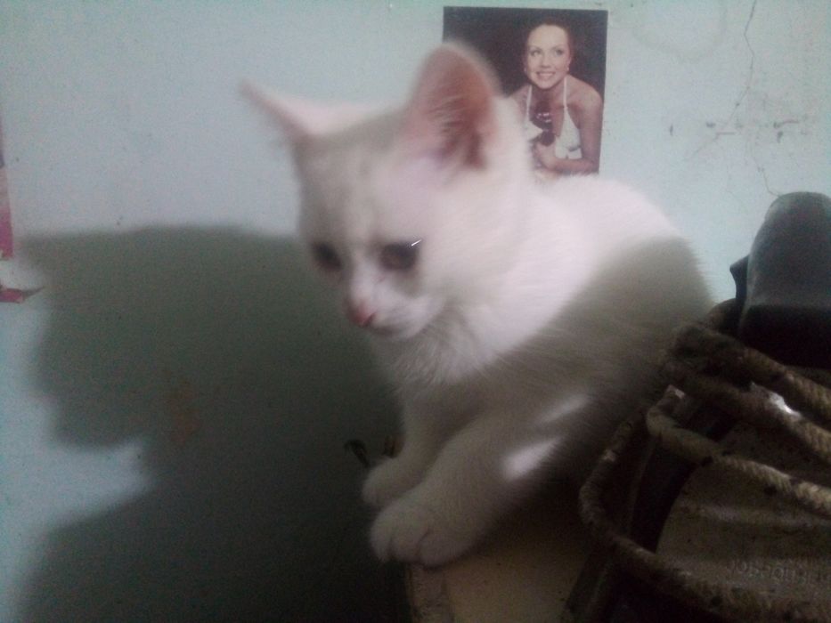 Котята 3 мес продаются