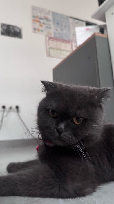 Отдам кошку в хорошие руки