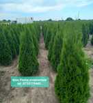 Tuia extra 1m-4m [ brazi tuia, smaragd, occidentalis columnaris etc ]