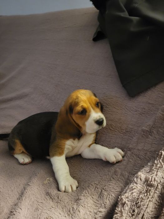 Beagle Tricolor rasa pura