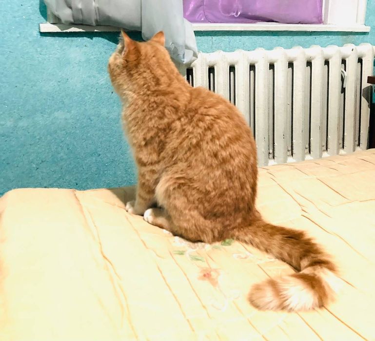 Mushuk Britanskiy Fold