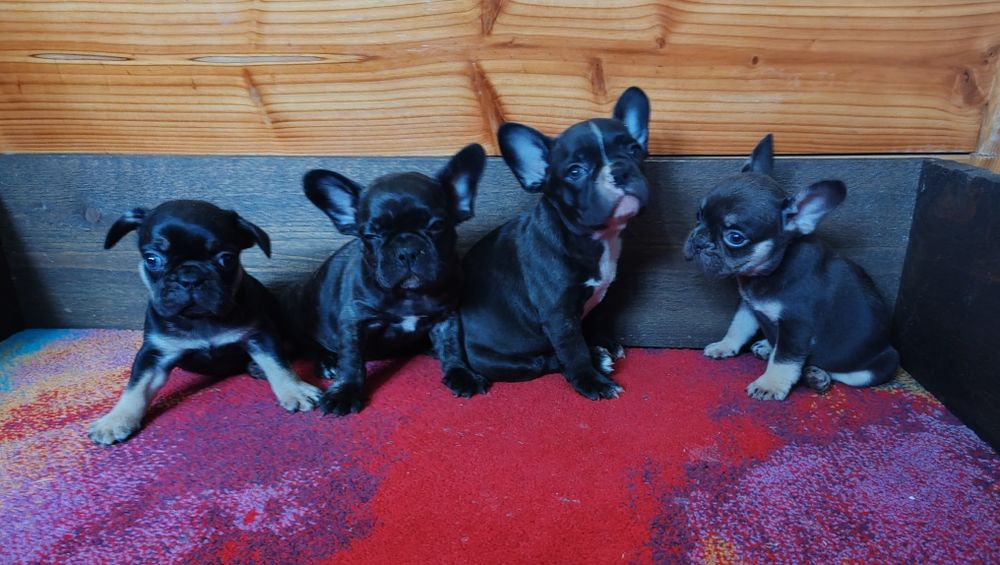 Френски   булдог