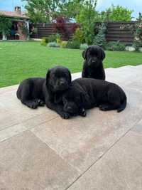 Mascul Labrador Retriever cu Pedigree tip A eliberat.