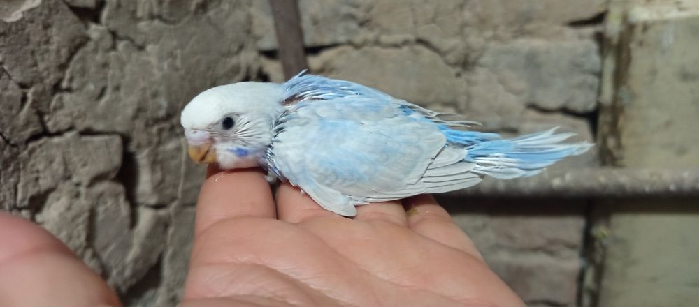 продам молодых птенцов попугаев для ручных