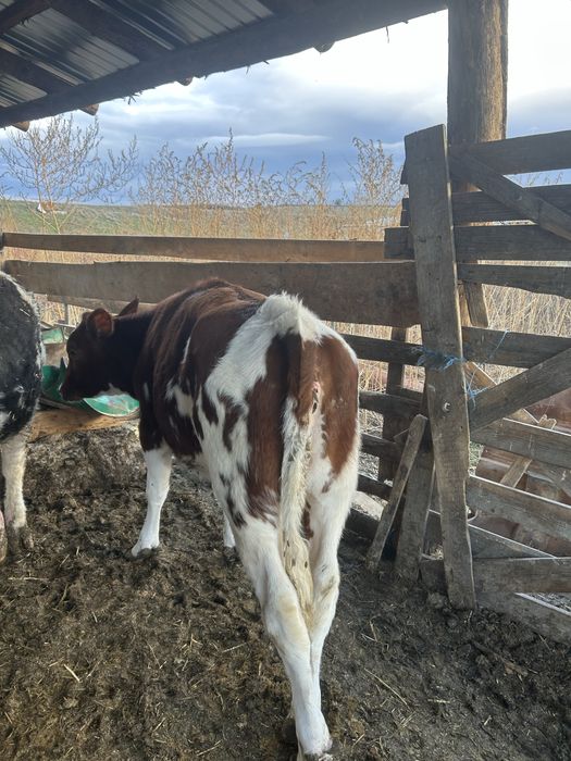 Vand vitei mai multe detali la numarul de telefon