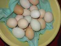 Ouă proaspete, de la 30 în sus livrez la domiciliu