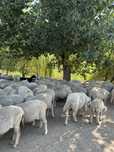Oi de vânzare Merinos de Palas