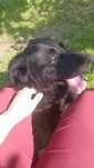 Urgent pentru adoptie