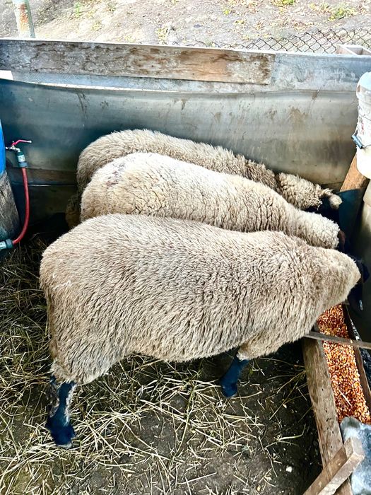 Vand miei suffolk - femele, mascul