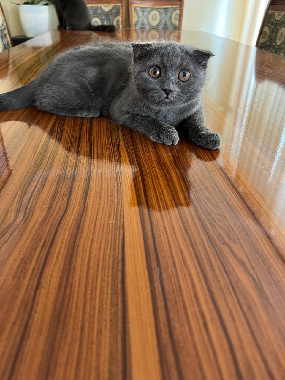 Scottish Fold 4ta