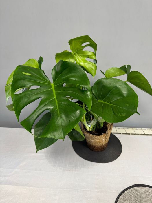 Pachet 3 plante 40-90 cm