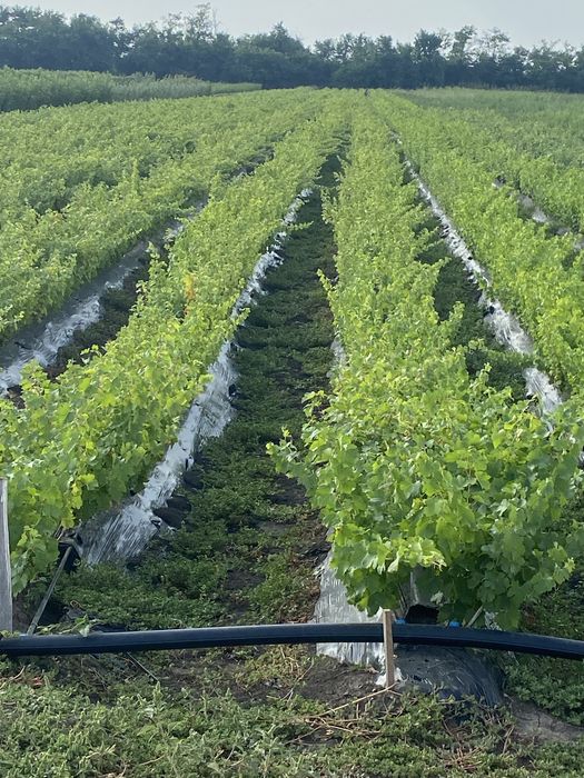 Vita de vie altoita direct din pepiniera propie