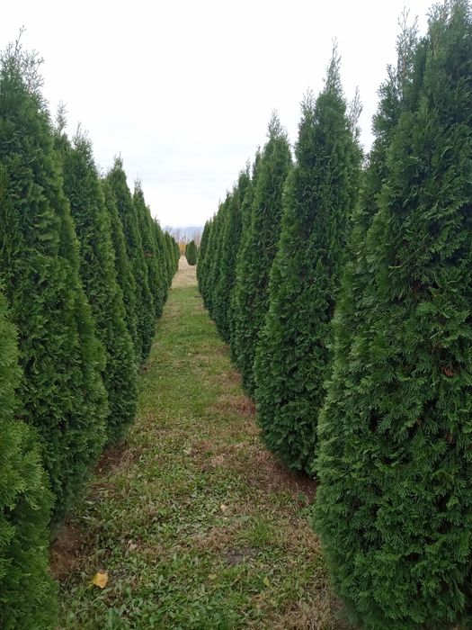 Туя смаракт, барабант красивая