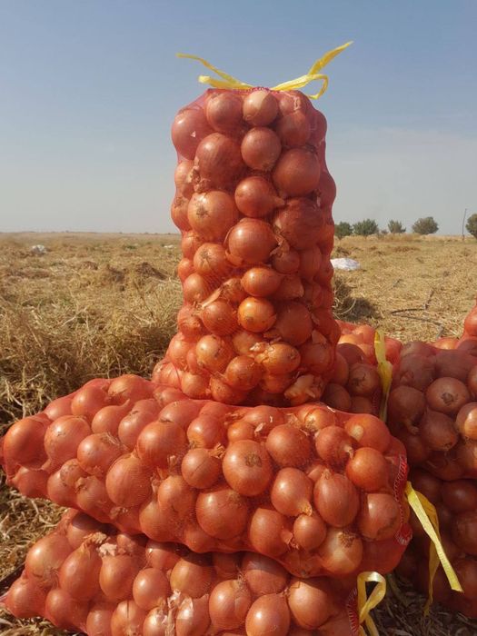 Piyoz sotiladi optom nahrda