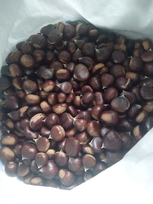 Castane comestibile
