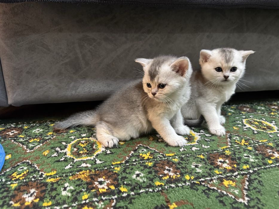 Продаются Котята