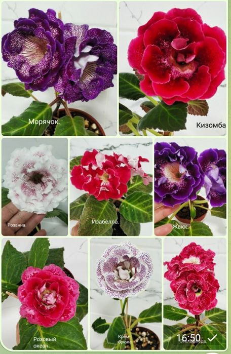 Укоренные листочки глоксиний.