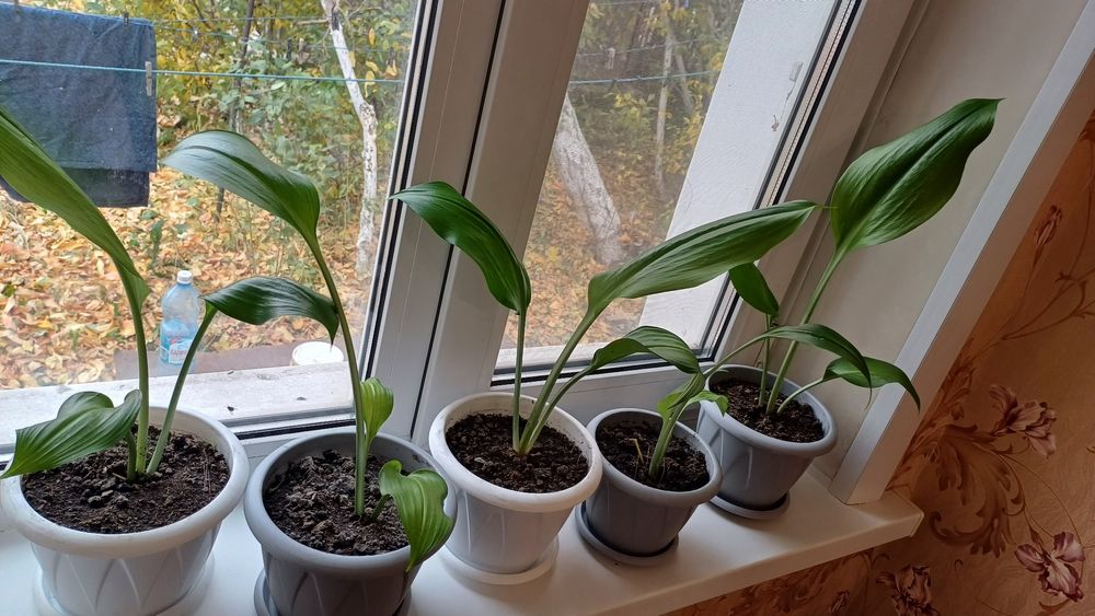 Комнатные растения, цветы