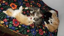 Котята в добрые руки.Отдаются бесплатно.