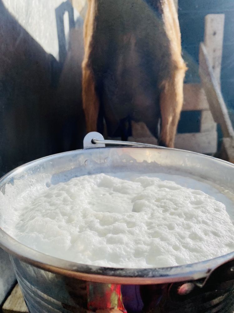 Lapte proaspat de capra