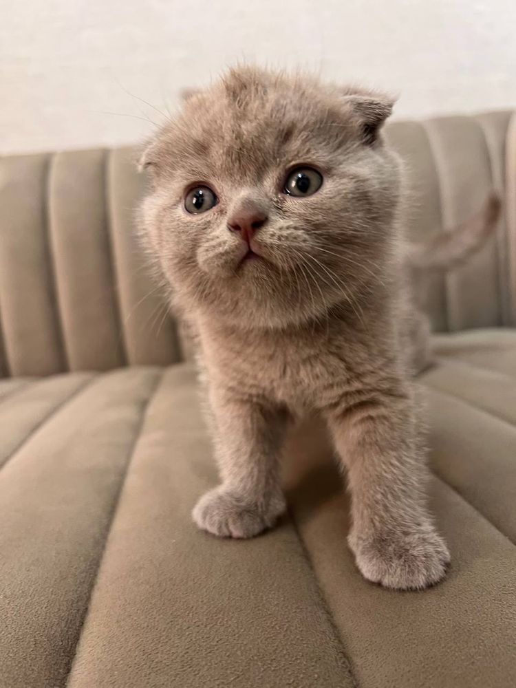 Scottish fold mushuklar sotiladi