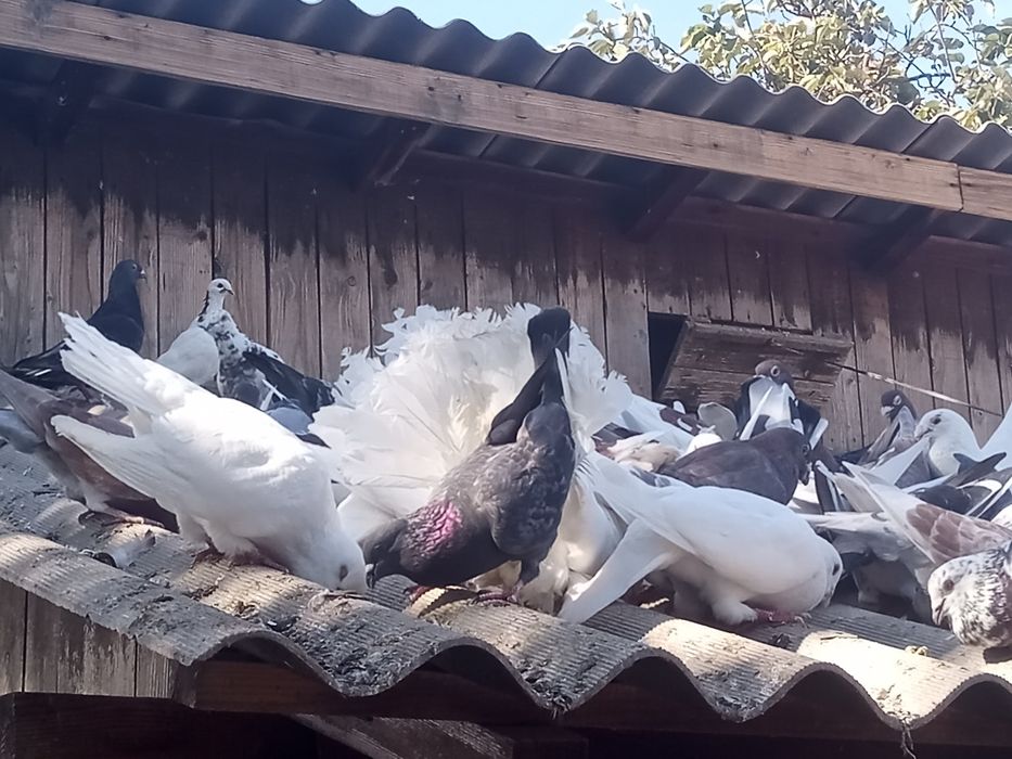 Porumbei de vânzare