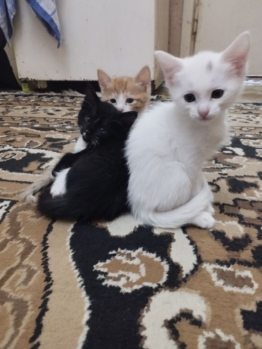 Отдам бесплатно котят