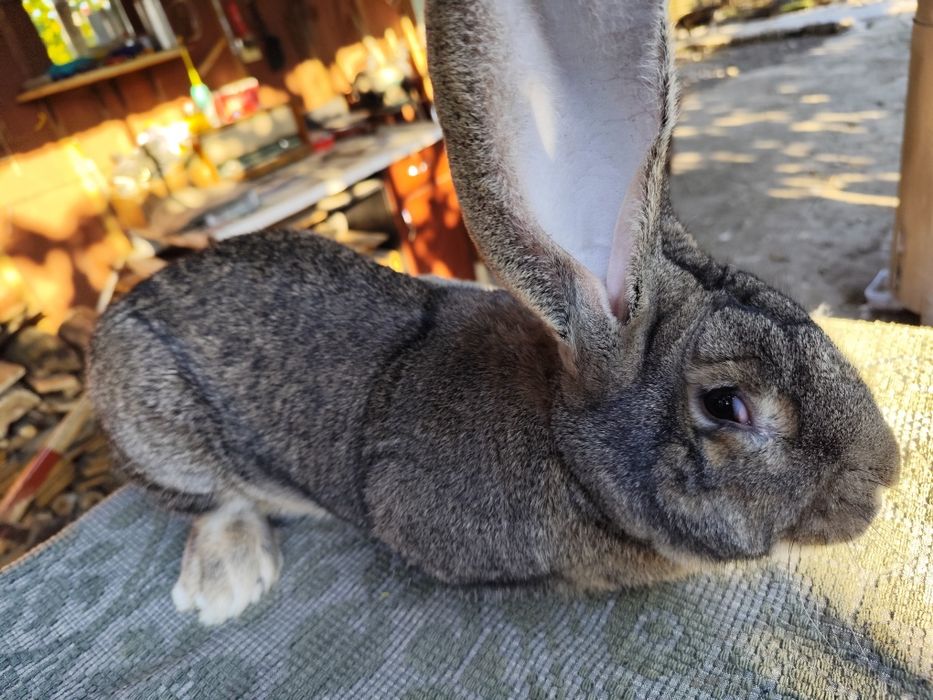 Vând iepuri Uriaș German