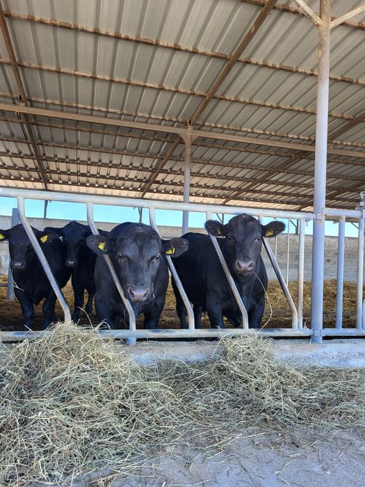 Vând tauri reproducție rasa Anerdeen Angus