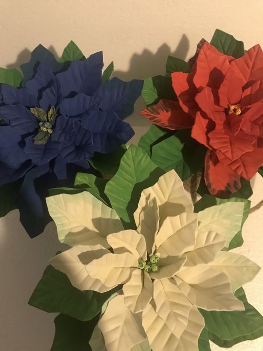 Poisenttia, Floarea Craciunului