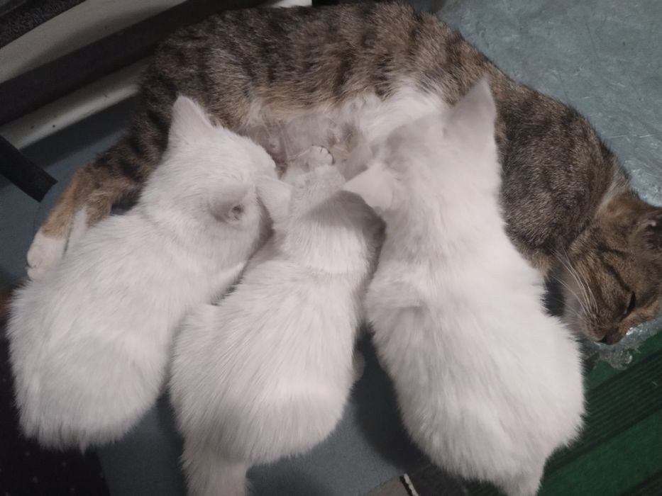 Котята ищут добрых и заботливых хозяев