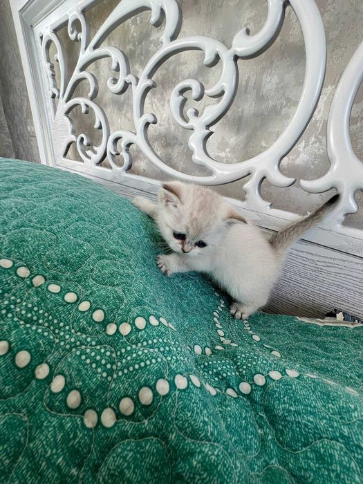 Поинт Шиншилла тозза зоттор. Кони тоза козлари кук