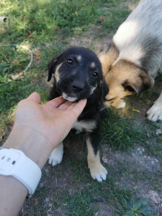 Donez 2 căței de 7 săptămâni de talie mica!