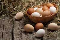 Oua proaspete de la găini crescute acasă!