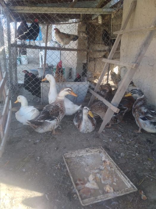 Утки башкирки молодые