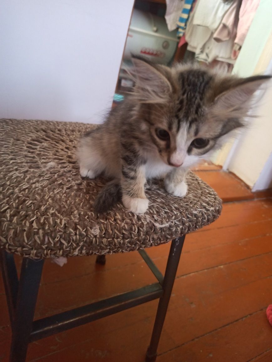 котята 2 месяца 1 кот и 2 кошки