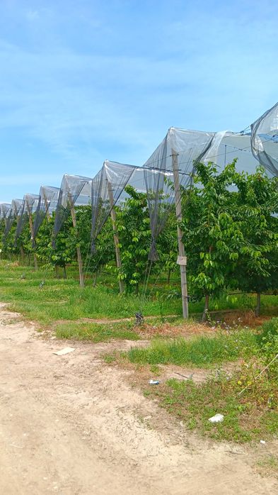 Агрономически консултации - овощни,зеленчукови и полски култури